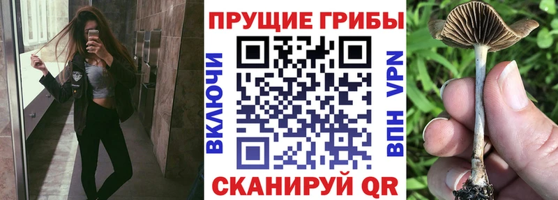 Псилоцибиновые грибы Magic Shrooms  наркошоп  Волхов 